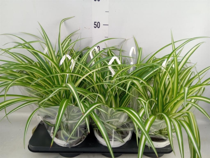 <h4>Chlorophytum com. 'Variegatum'</h4>