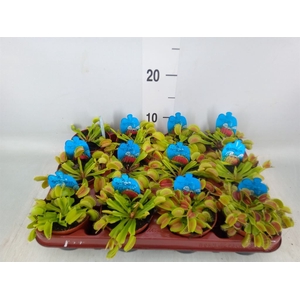 Dionaea muscipula