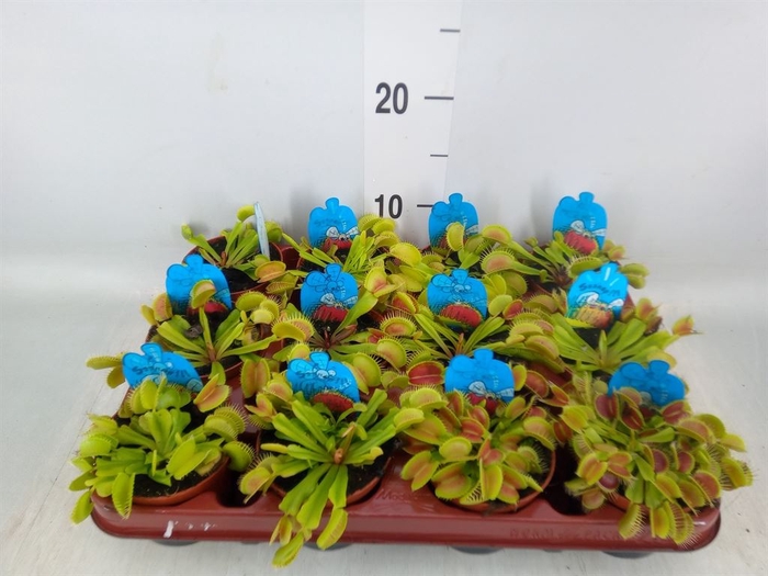 <h4>Dionaea muscipula</h4>