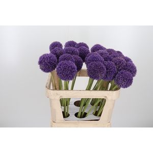Allium Giganteum
