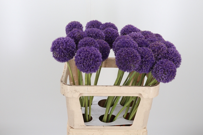 <h4>Allium Giganteum</h4>