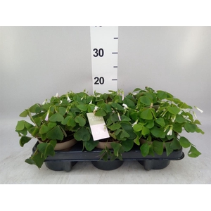 Oxalis trian. ssp papilion.