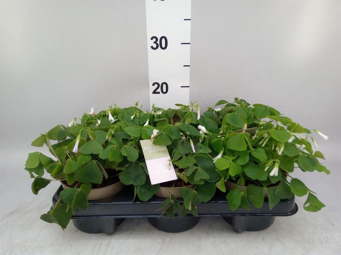 <h4>Oxalis trian. ssp papilion.</h4>