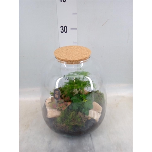 Arr.   Kamerplant Groen H%