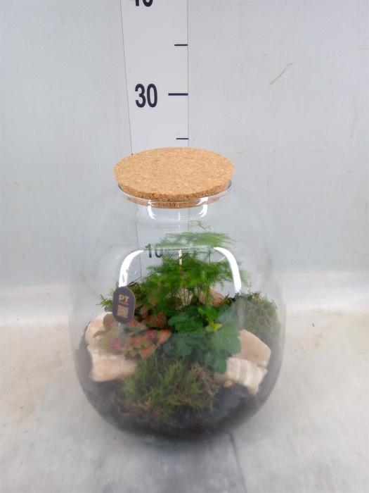 <h4>Arr. Kamerplant Groen H%</h4>