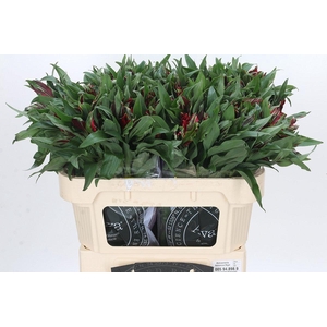 Alstroemeria Astronova Rigel