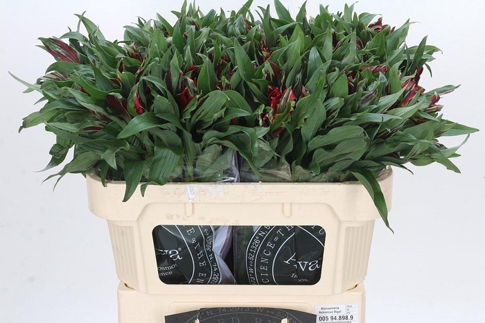 <h4>Alstroemeria Astronova Rigel</h4>