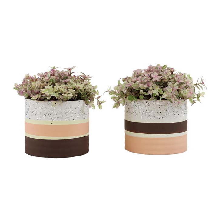 <h4>CALLISIA REPENS p9</h4>