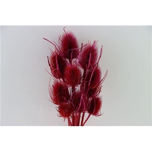 Dried Artz Cardistella Monet Bunch