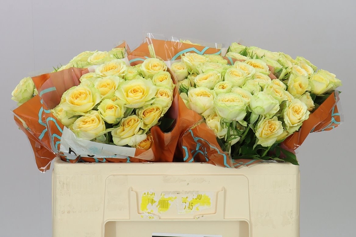 <h4>Rosa Tr Bandolero</h4>