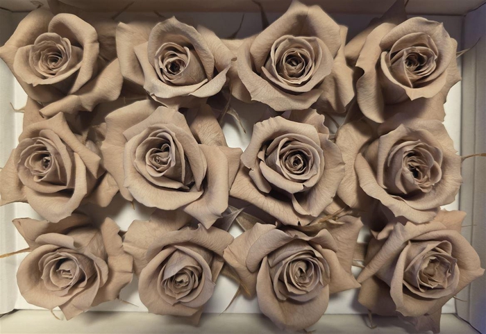 <h4>Ro Pres Mini Latte</h4>