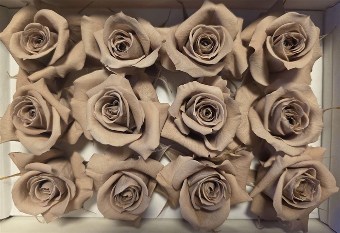 <h4>Ro Pres Mini Latte</h4>