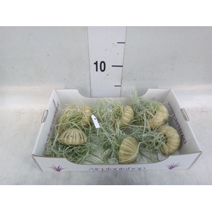 Tillandsia usneoides