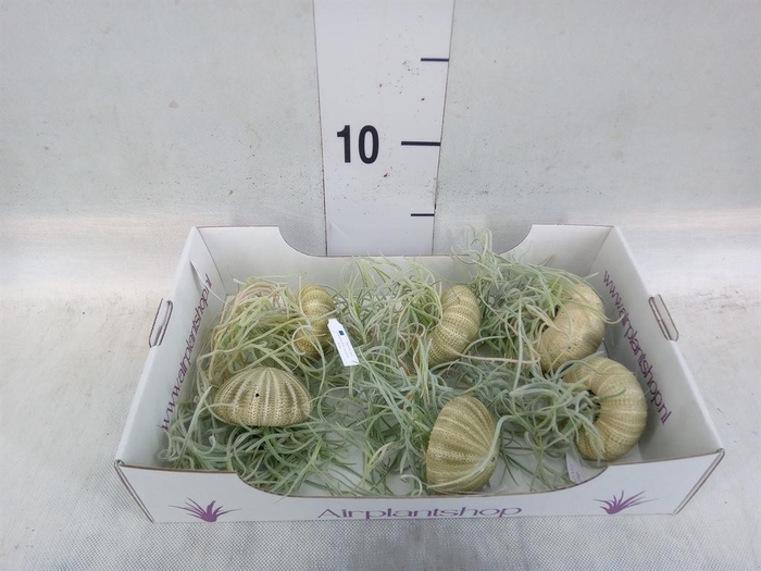 <h4>Tillandsia usneoides</h4>