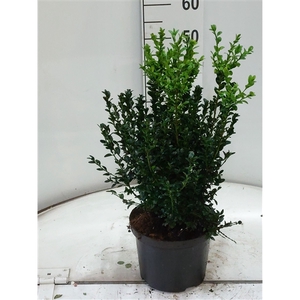 Buxus semp bos 40-50 cm