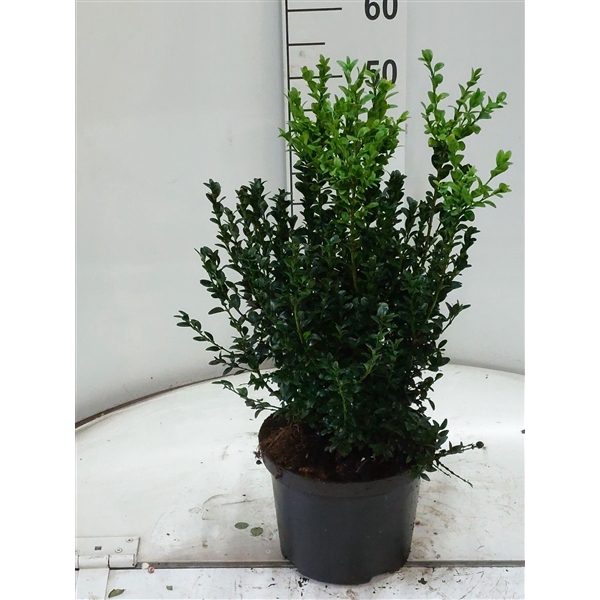 <h4>Buxus semp bos 40-50 cm</h4>