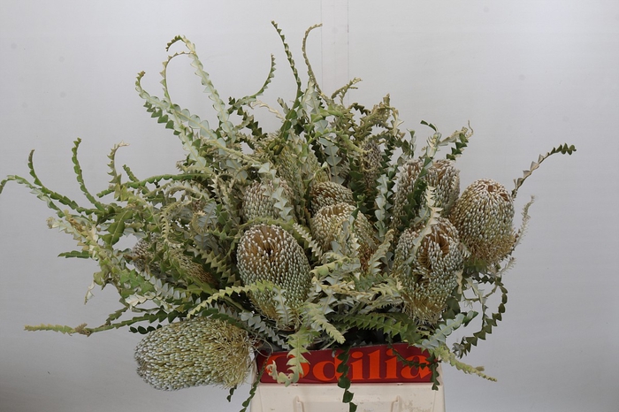 <h4>Banksia Speciosa</h4>