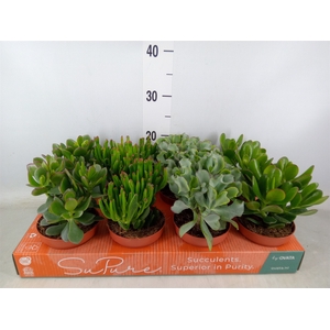 Crassula   ...mix