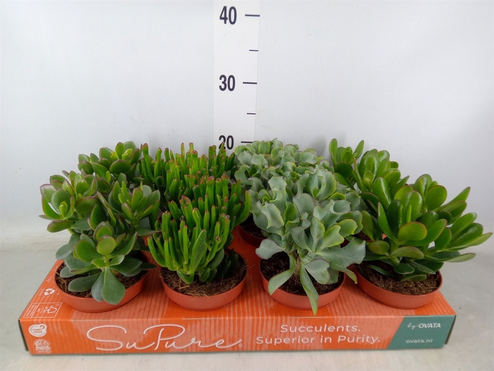 <h4>Crassula   ...mix</h4>