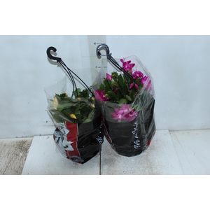 FLOR DE MAIO C21