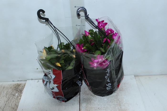 <h4>FLOR DE MAIO C21</h4>