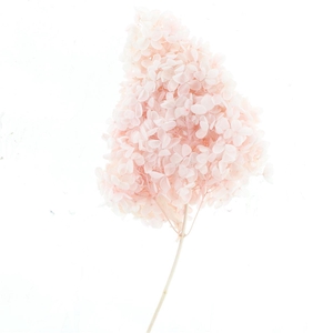 Pres Bleached Hydrangea Tower Light Pink