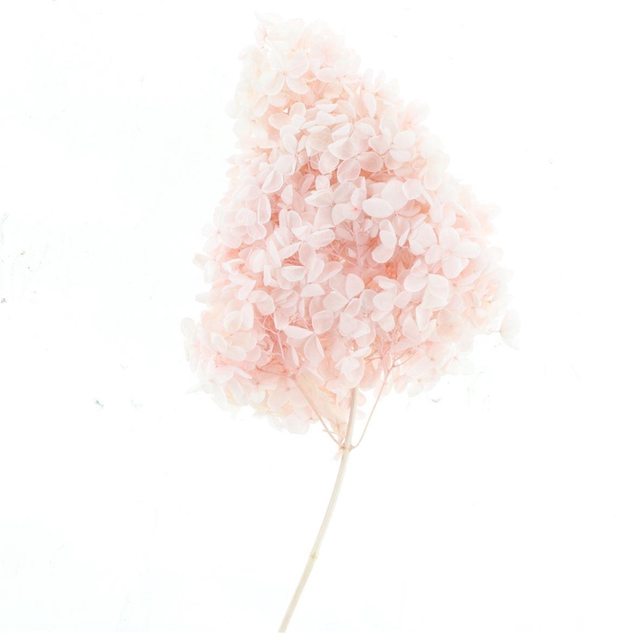 <h4>Pres Bleached Hydrangea Tower Light Pink</h4>