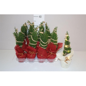 Chamaecyparis La Ellwoodii In Jute Mix Met Ledligh