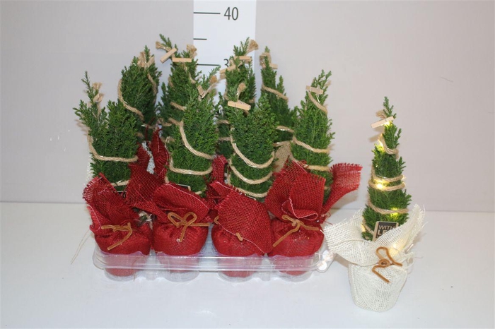 <h4>Chamaecyparis La Ellwoodii In Jute Mix Met Ledligh</h4>