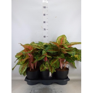 Aglaonema   ...