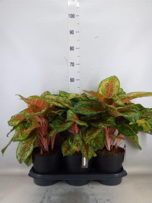 <h4>Aglaonema   ...</h4>