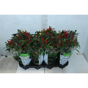 PIMENTA P14