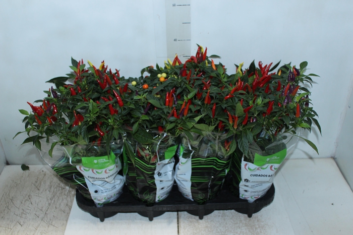 <h4>PIMENTA P14</h4>