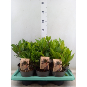 Laurus nobilis