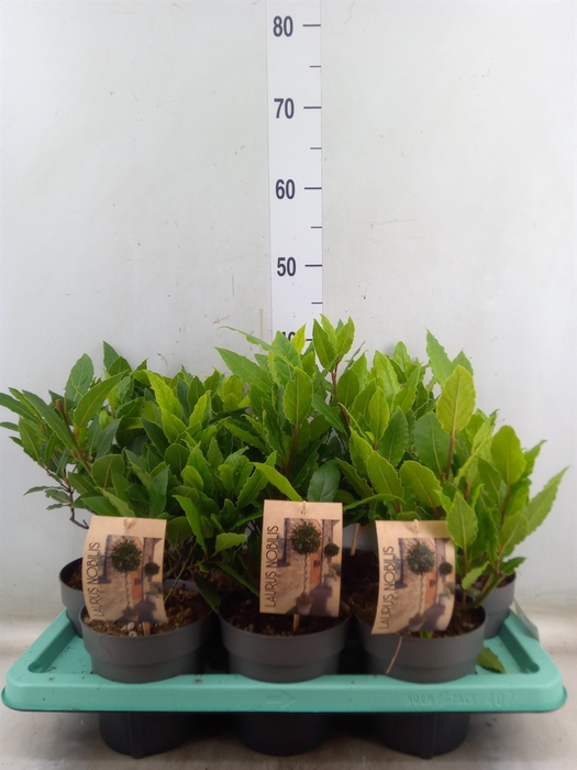 <h4>Laurus nobilis</h4>