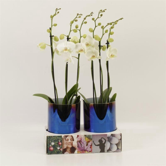 <h4>Phal Inverness 3 Tak Glas Holografique</h4>
