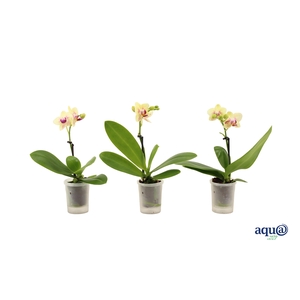 Phal Tiny Dolls Geel 1T7+ Aqu@