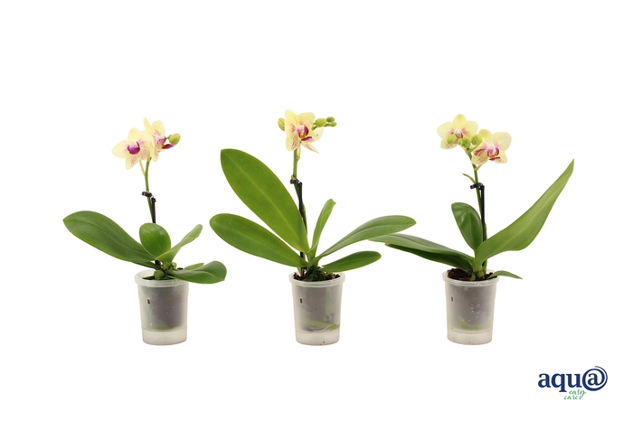 <h4>Phal Tiny Dolls Geel 1T7+ Aqu@</h4>