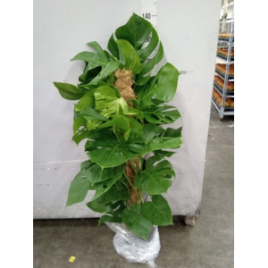 Monstera pertusum