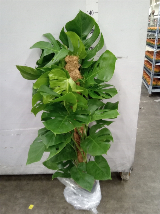 <h4>Monstera pertusum</h4>