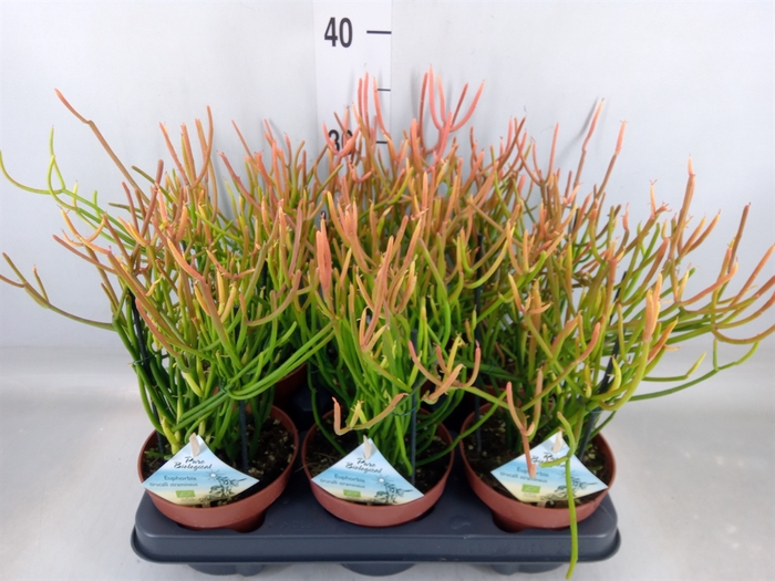<h4>Euphorbia tirucalli</h4>
