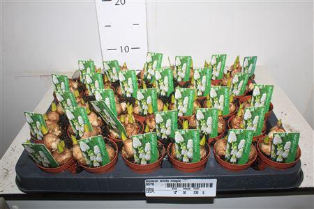 <h4>Muscar White Magic</h4>