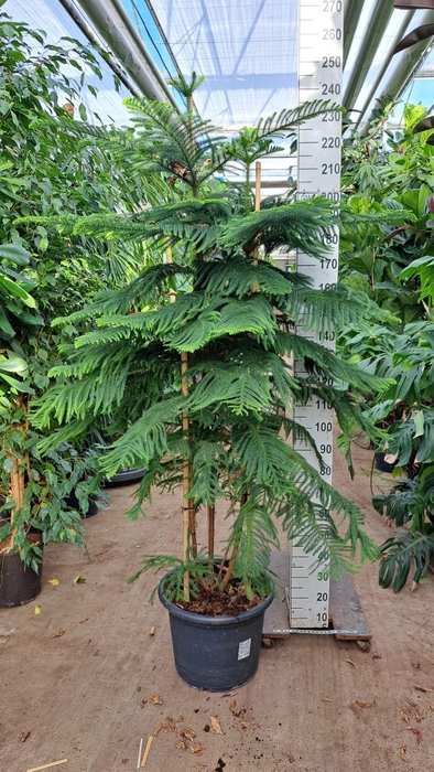 <h4>Araucaria 240</h4>