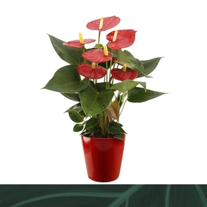 Anthurium Andreanum Grp Aristo