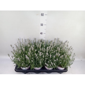 Lavandula angus. 'Rosea'