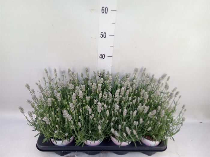 <h4>Lavandula angus. 'Rosea'</h4>