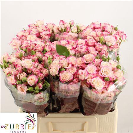 <h4>R Tr Reflex</h4>