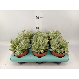 Crassula   ...