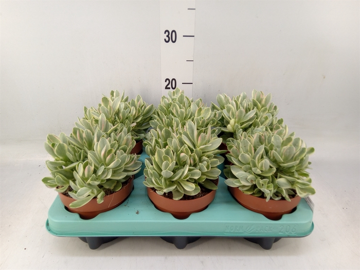 <h4>Crassula   ...</h4>