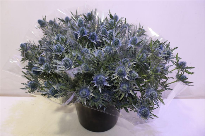 <h4>Eryn Aquarius Qstar</h4>